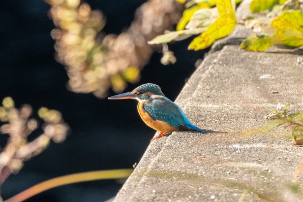 SONY FE 100-400mm F4.5-5.6 GM OSS SEL100400GM レビュー評価・評判  