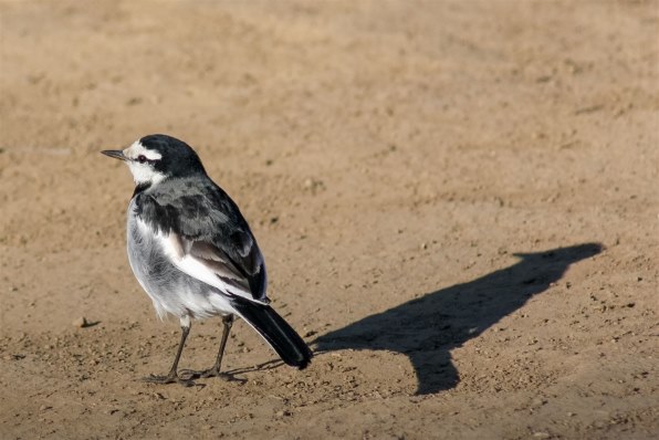 CANON EF100-300mm F4.5-5.6 USMで撮影された写真 - 価格.com