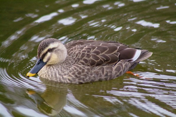 CANON EF100-300mm F4.5-5.6 USMで撮影された写真 - 価格.com