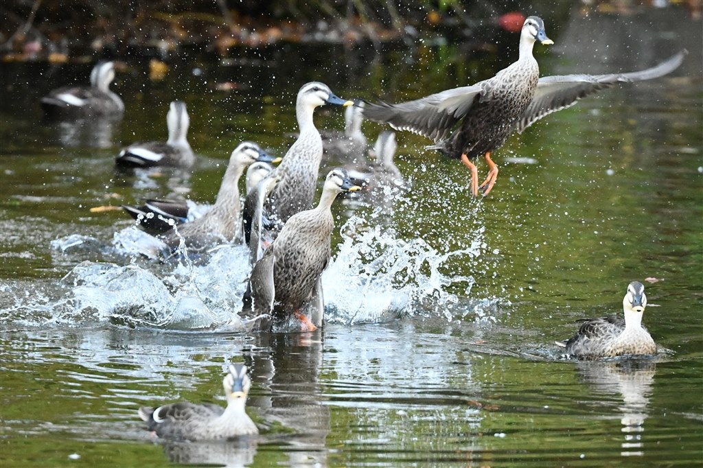 野鳥撮影の標準レンズ』 ニコン AF-S NIKKOR 500mm f/5.6E PF ED VR Q