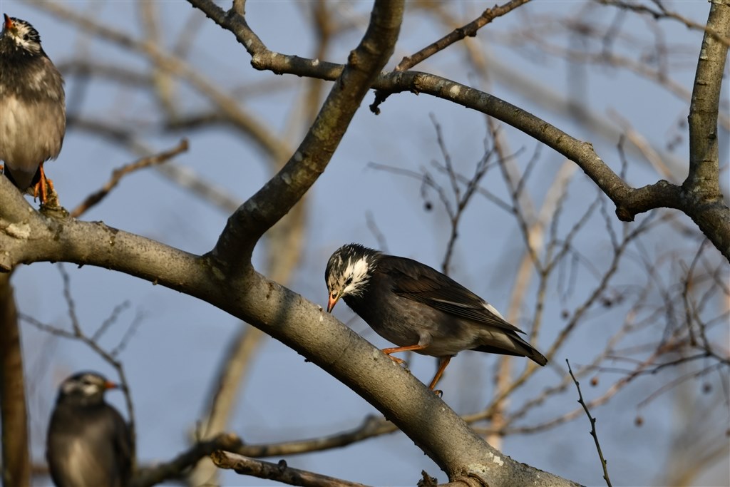 野鳥撮影の標準レンズ』 ニコン AF-S NIKKOR 500mm f/5.6E PF ED VR Q
