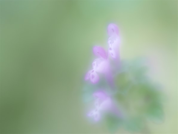 Lensbaby Velvet 56 ブラック [マイクロフォーサーズ用]投稿画像・動画