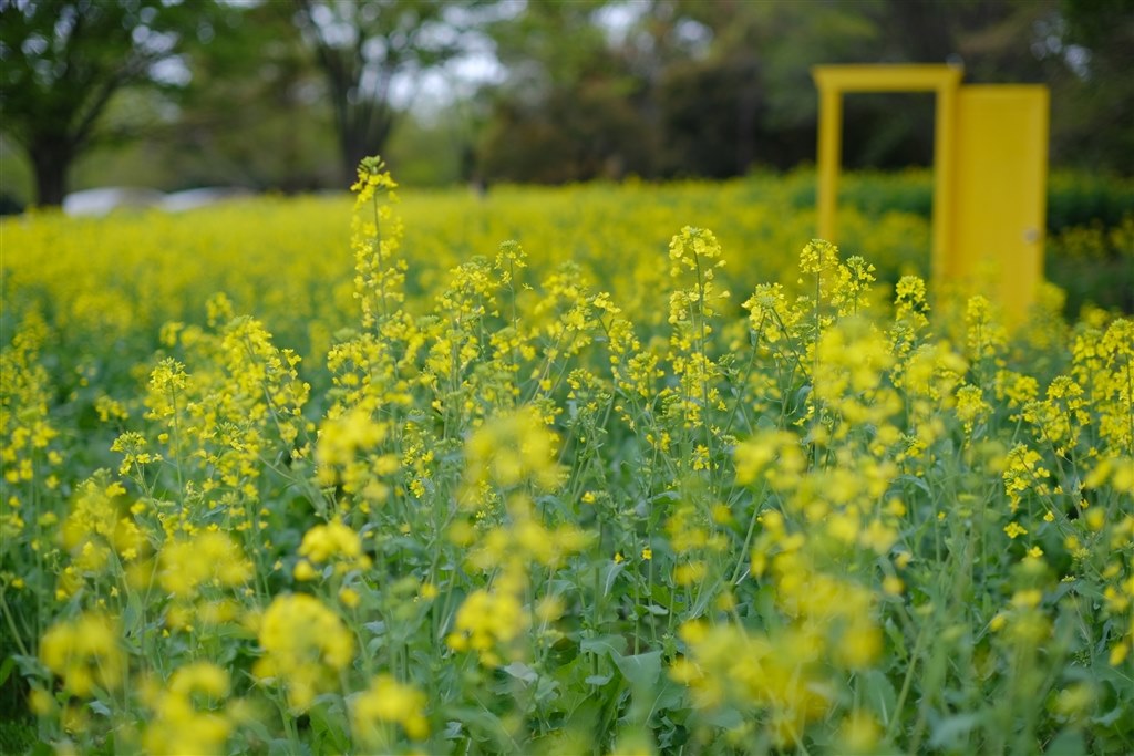 素晴らしい』 銘匠光学 TTArtisan 50mm f/1.2 C [フジフイルム用] 日課