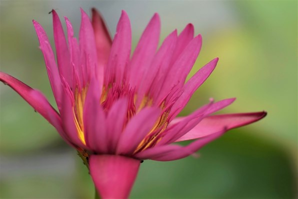SONY α7 ILCE−7 ✴︎作例あり☆17653ショット SONY α7 ILCE-7 ボディで撮影された写真 (レビュー) - 価格.com