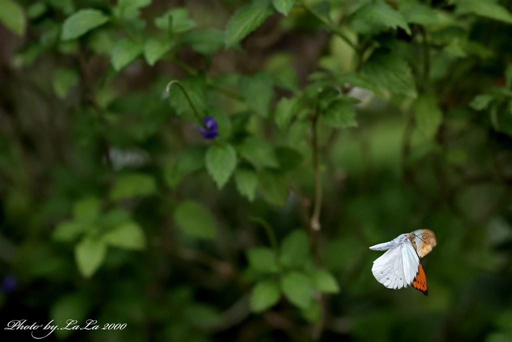 Nikon D750 ボディ (写真に写ってるもの) Nikon D750を徹底解説。作例からおすすめレンズまで | ONE SCENE（ワン