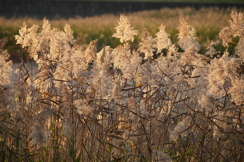 アダプタで活用するαAマウント用の軽量APS-C望遠ズーム』 SONY DT 55