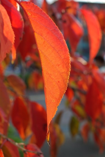 ペンタックス smc PENTAX-DA 35mm F2.8 Macro Limited投稿画像