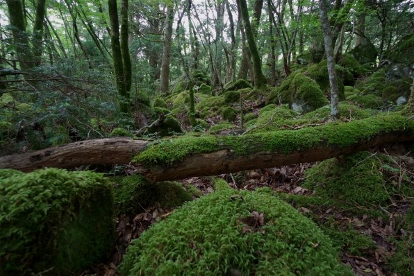 SONY E 10-18mm F4 OSS SEL1018投稿画像・動画 - 価格.com SONY E 10-18mm F4 OSS SEL1018投稿画像・動画 - 価格.com