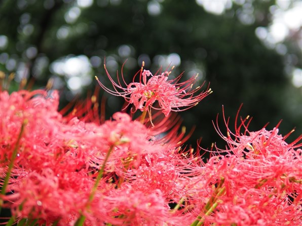 シグマ 30mm F1.4 DC DN [マイクロフォーサーズ用]投稿画像・動画