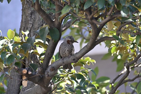 ニコン AF-P DX NIKKOR 70-300mm f/4.5-6.3G ED VR レビュー評価・評判