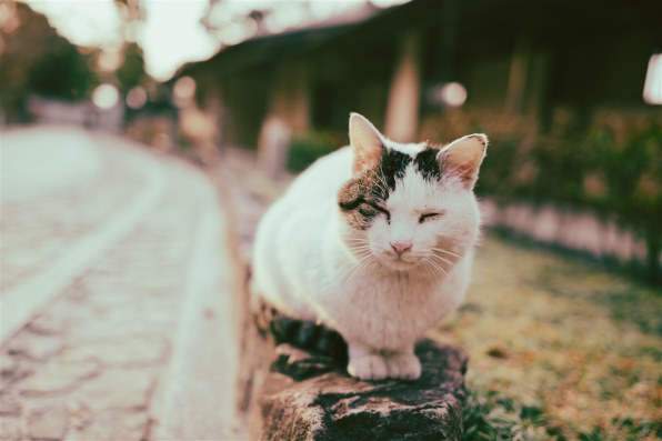 作例有※実用】Nikon 単焦点 AF-S NIKKOR 28mm f1.8G