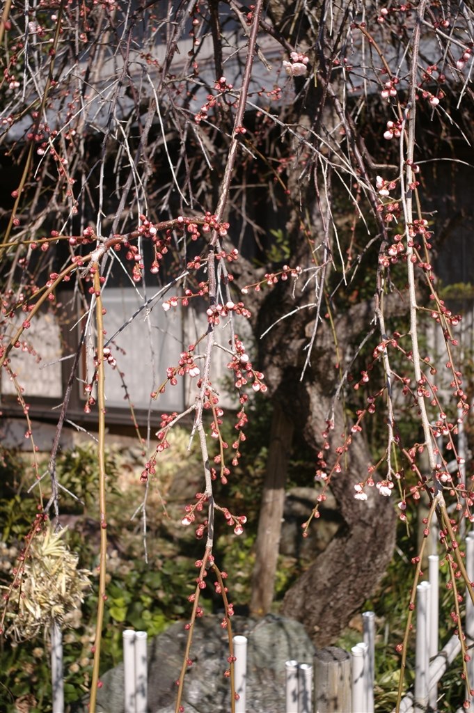 かわいいレンズ』 銘匠光学 TTArtisan 28mm f/5.6 [シルバー
