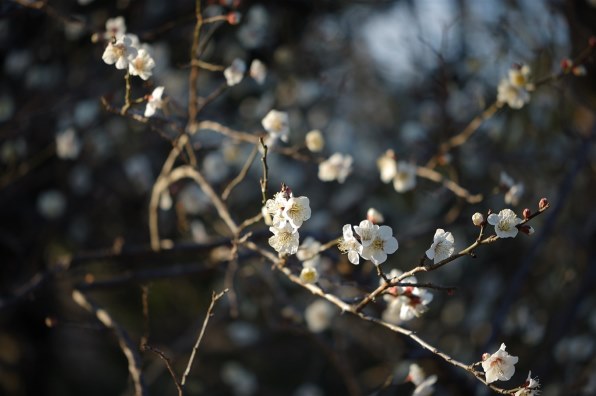 ニコン AF-S DX Micro NIKKOR 85mm f/3.5G ED VR 価格比較 - 価格.com