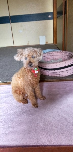 yuriさん専用ヒルズ w/d 3kg 小粒3袋 ヒルズ プリスクリプション・ダイエット w/d 犬用 小粒 ドライ 3kg