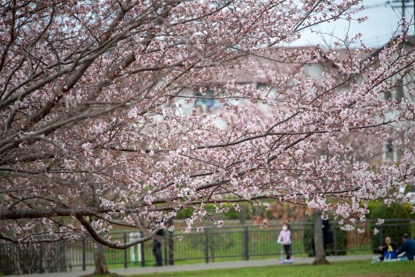 ニコン D800E ボディ 価格比較 - 価格.com