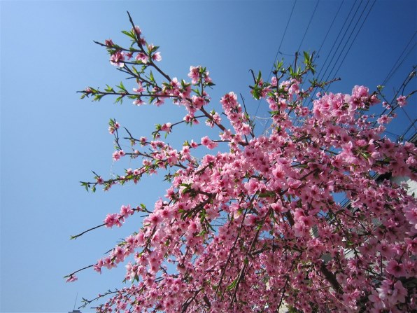 CANON IXY DIGITAL 930 IS投稿画像・動画 - 価格.com