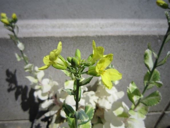 CANON IXY DIGITAL 930 IS投稿画像・動画 - 価格.com