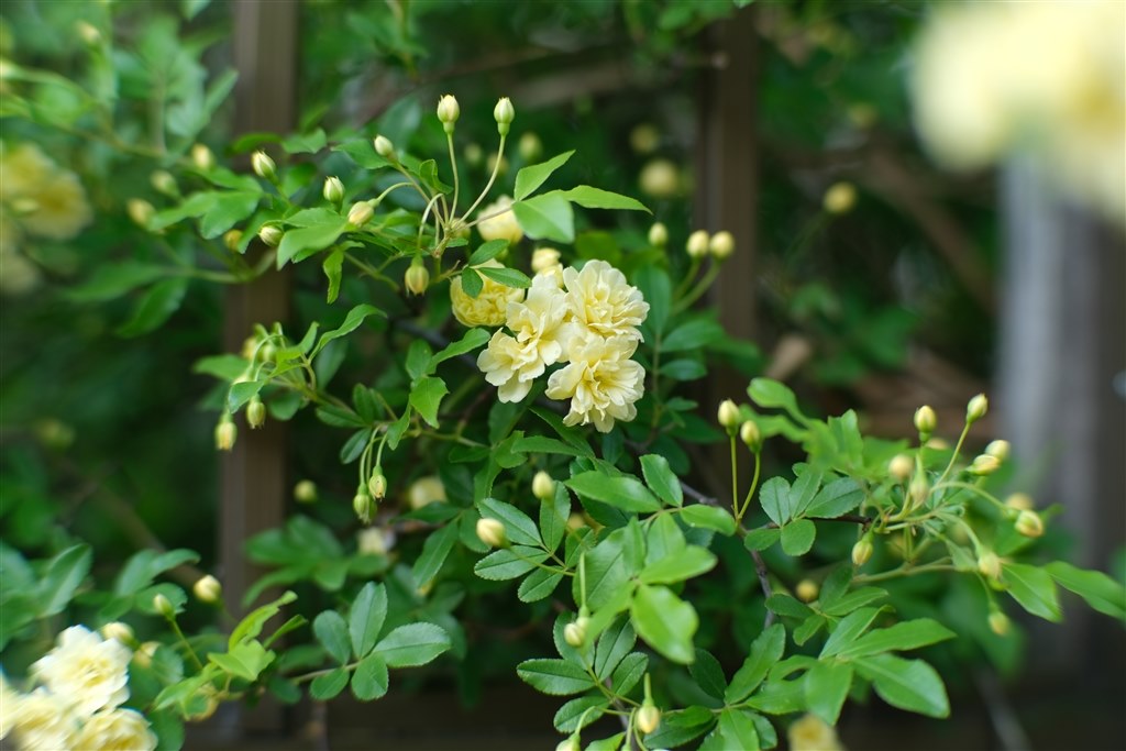 安価でも、しっかり写ります』 七工匠 7Artisans 50mm F0.95 安価でも、しっかり写ります』 七工匠 7Artisans 50mm F0.95