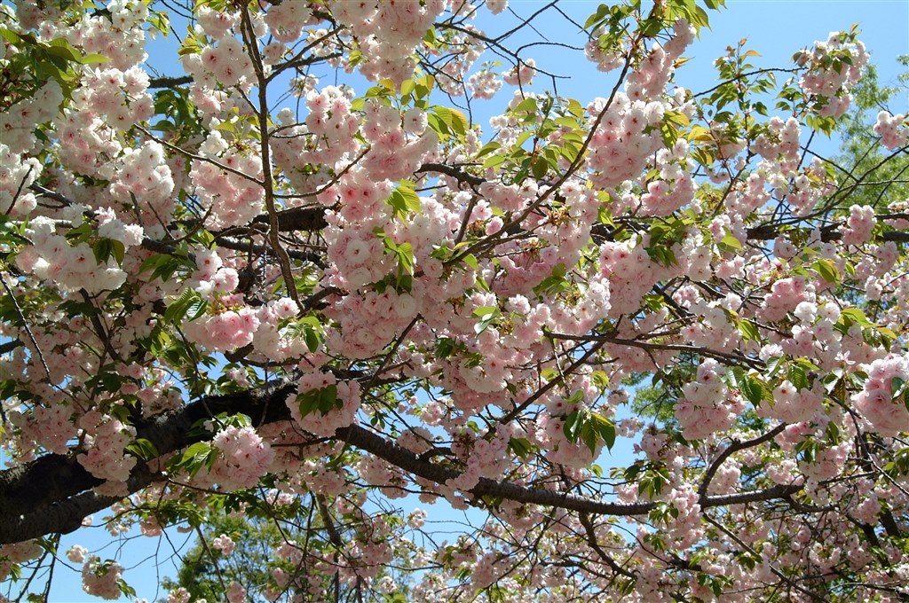 こちらもいいカメラです』 富士フイルム FinePix S1 Pro ボディ R.F.