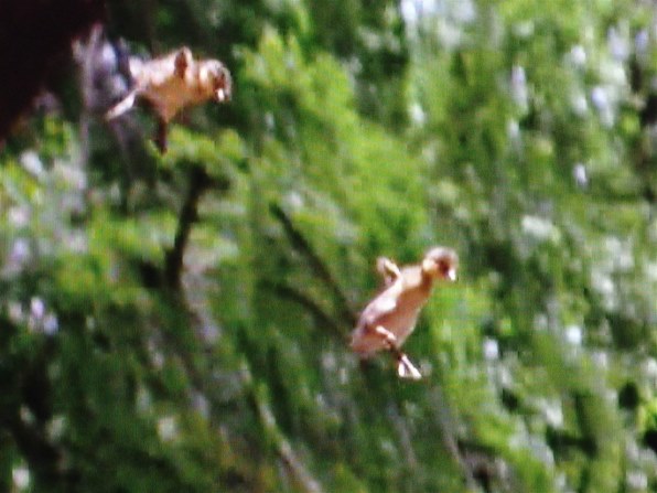 教養 Nhkスペシャル プラネットアース Episode 10 森林 命めぐる四季 Gnhw 7010 Hd Dvd 投稿画像 動画 価格 Com 教養 Nhkスペシャル プラネットアース Episode 10 森林 命めぐる四季 Gnhw 7010 Hd Dvd 投稿画像 動画 価格 Com