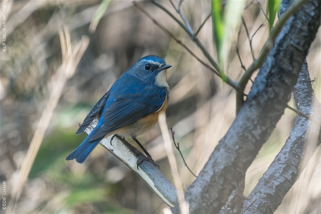野鳥デビューに最適なコスパ◎レンズ!』 シグマ 150-600mm F5 野鳥デビューに最適なコスパ◎レンズ!』 シグマ 150-600mm F5