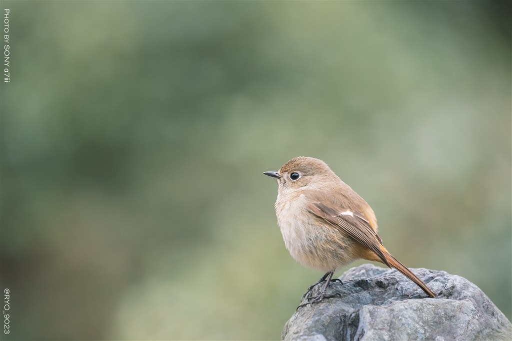 野鳥撮影に！sigma 150-600mm F5-6.3 Sports EF hqdefault.jpg