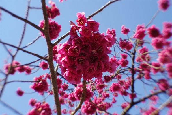 ペンタックス PENTAX-07 MOUNT SHIELD LENSで撮影された写真 (レビュー