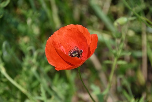 シグマ 18-200mm F3.5-6.3 DC MACRO OS HSM [ニコン用]で撮影