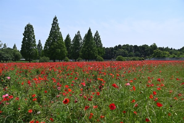 シグマ 18-200mm F3.5-6.3 DC MACRO OS HSM [ニコン用]で撮影