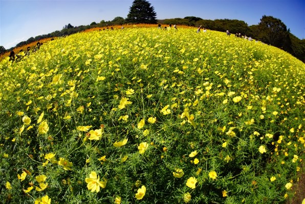 SONY VCL-ECF1 価格比較 - 価格.com