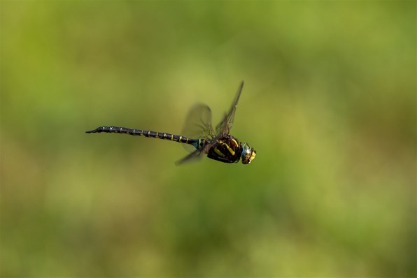 SAMYANG 135mm F2.0 ED UMC [ペンタックス用]投稿画像・動画 (レビュー