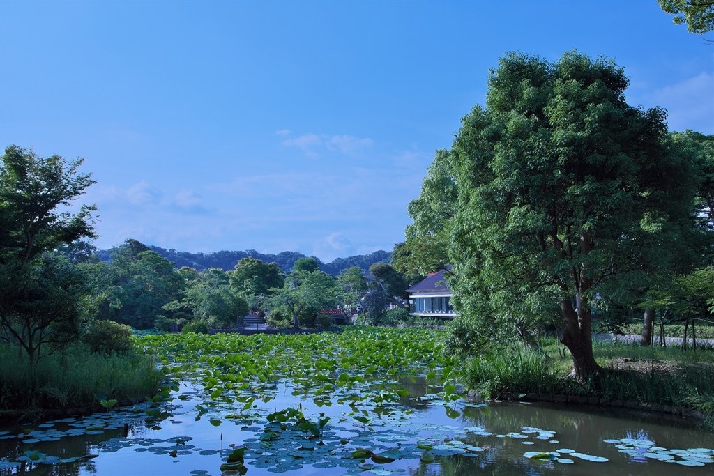 Canon最後の一眼レフ中級上位機。』 CANON EOS 5D Mark IV ボディ 馬鹿