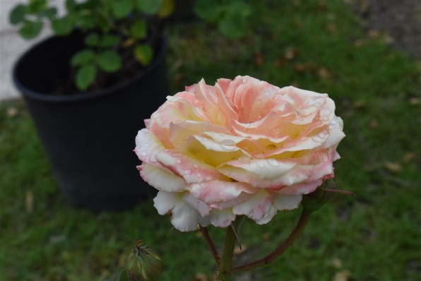 ❤美品❤高画質❤Nikon D3500 ダブルズーム❤ Amazon | Nikon デジタル一眼レフカメラ D3500 ダブルズーム