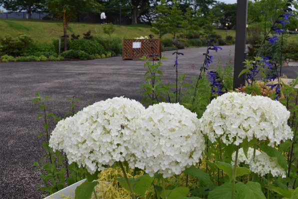 ❤美品❤高画質❤Nikon D3500 ダブルズーム❤ Amazon | Nikon デジタル一眼レフカメラ D3500 ダブルズーム