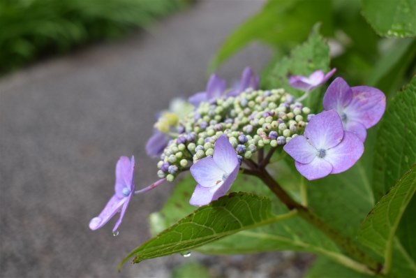 ニコン D3500 ダブルズームキットで撮影された写真 - 価格.com