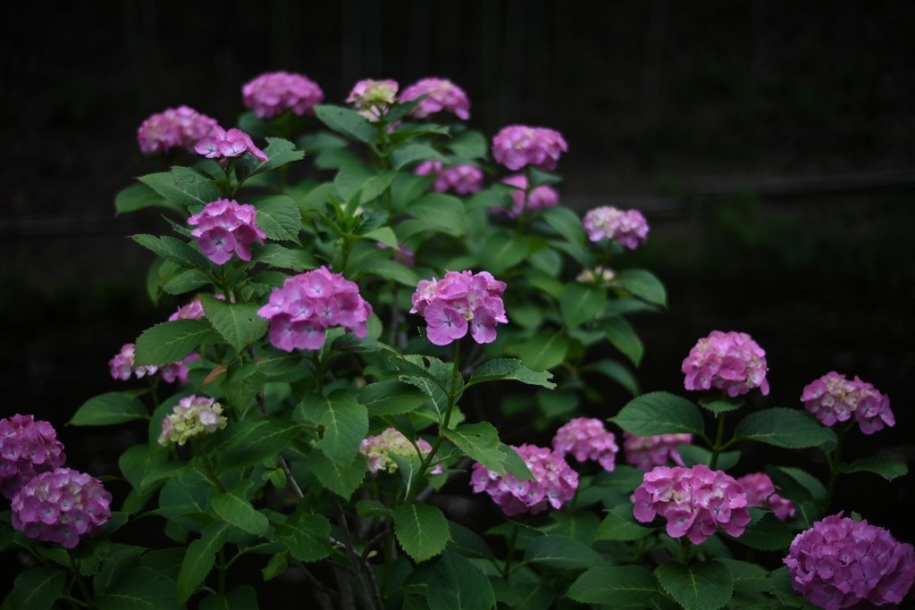Zfcにおすすめレンズ』 コシナ フォクトレンダー NOKTON D35mm F1.2