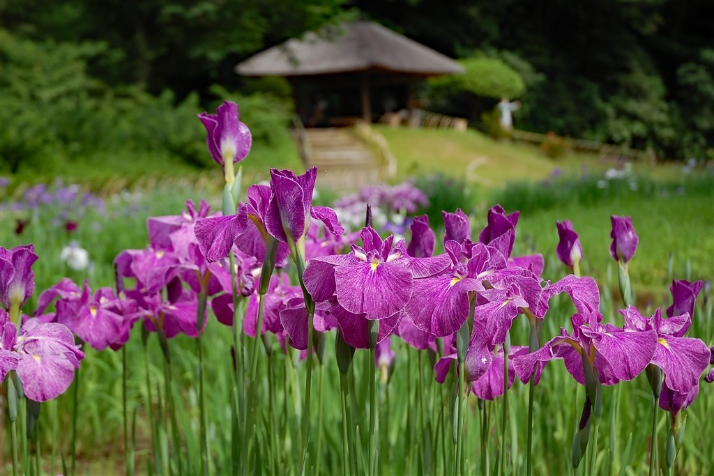 ボディ内AFモーター内蔵機種では一番小型』 ニコン D50 ボディ shuu2