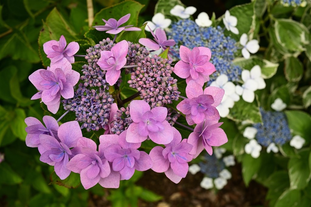 d*3様 119Cooke Panfocal Anastigmat 2インチ f d*3様 119Cooke Panfocal Anastigmat 2インチ f - メルカリ