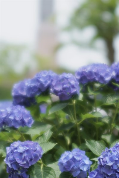 コニカ ミノルタ AFソフトフォーカス100mmF2.8で撮影された写真 - 価格.com