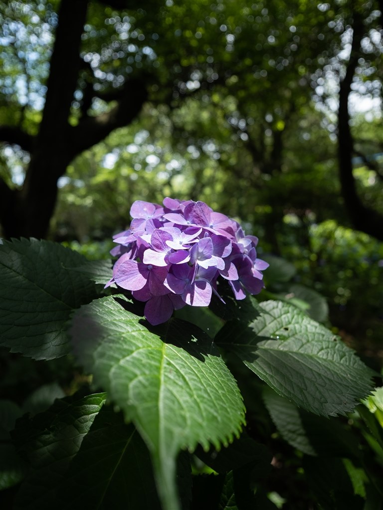 こういうレンズを待っていた！超広角単焦点レンズの決定版 