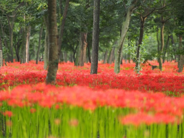 オリンパス M.ZUIKO DIGITAL ED 75mm F1.8 [ブラック]で撮影された写真
