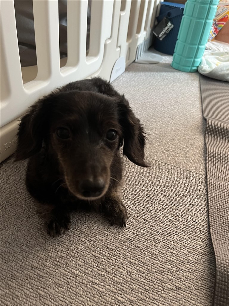 我が家13歳 1オペ 小型犬 カニンヘン ダックスフンド Aえむさんのレビュー評価 評判 価格 Com