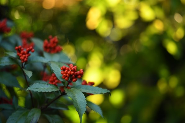 コシナ フォクトレンダー APO-SKOPAR 90mm F2.8 SL II S [ブラックリム