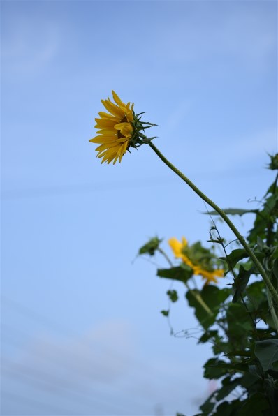 コシナ フォクトレンダー APO-SKOPAR 90mm F2.8 SL II S コシナ フォクトレンダー APO-SKOPAR 90mm F2.8 SL II S