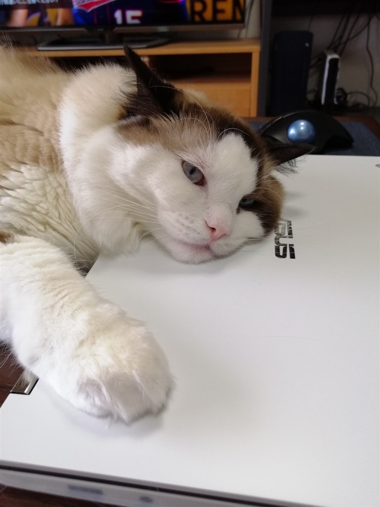 家の猫もお気に入り』 ASUS Chromebook Flip CX5(CX5500) CX5500FEA