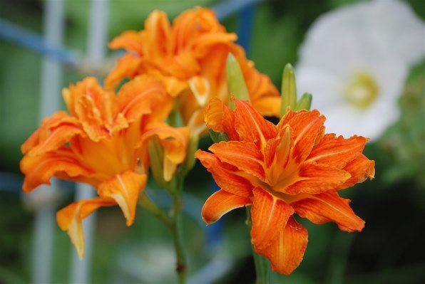 ★耐久性と操作性に優れた中堅機★ Nikon ニコン D80 ボディ ☆耐久性と操作性に優れた中堅機☆ Nikon ニコン D80 ボディ