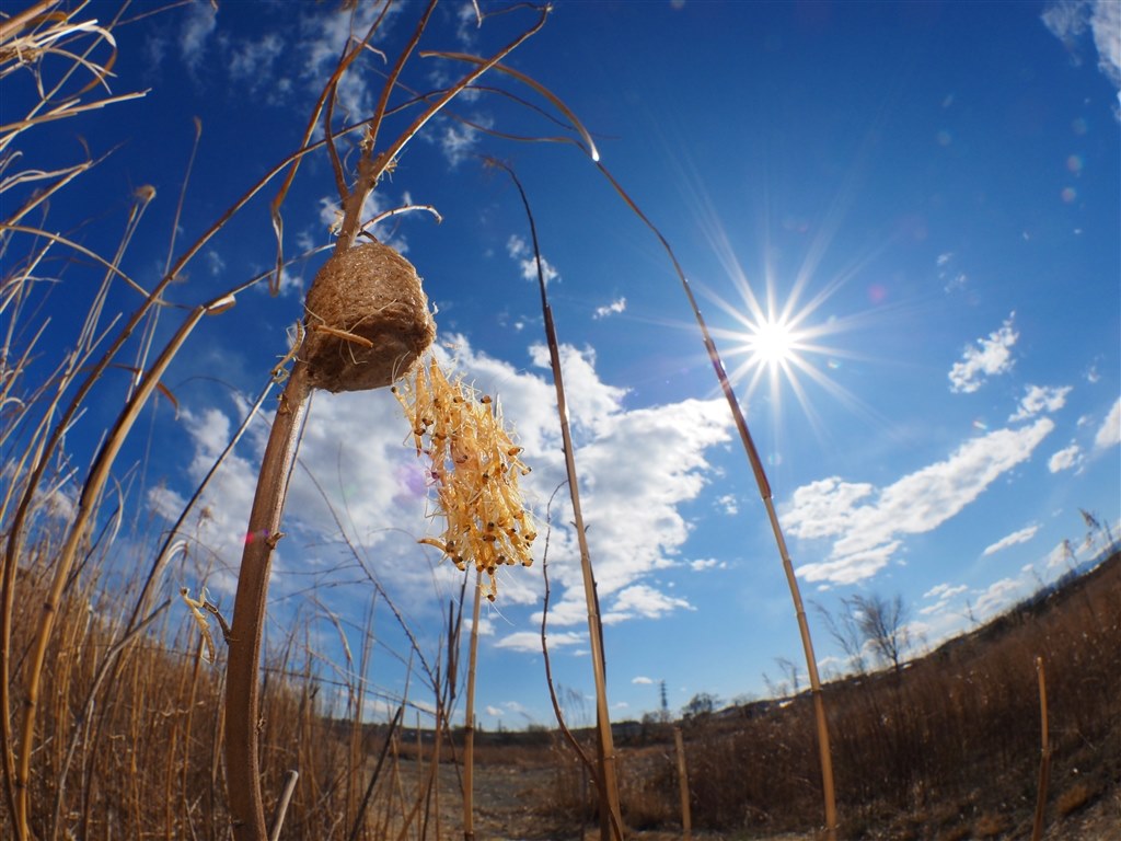 昆虫撮影にも良好』 オリンパス M.ZUIKO DIGITAL ED 8mm F1.8 Fisheye 