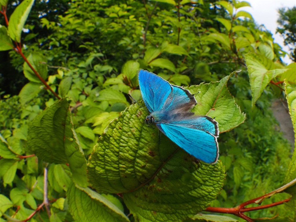 昆虫撮影にも良好』 オリンパス M.ZUIKO DIGITAL ED 8mm F1.8 Fisheye