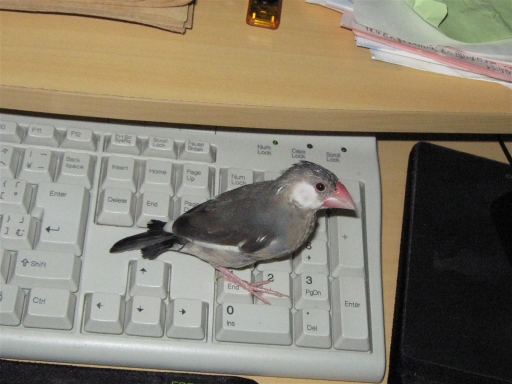 鼻の穴にクチバシ突っ込むのが大好きな鳥でした ブンチョウ サクラブンチョウ まぐたろうさんのレビュー評価 評判 価格 Com