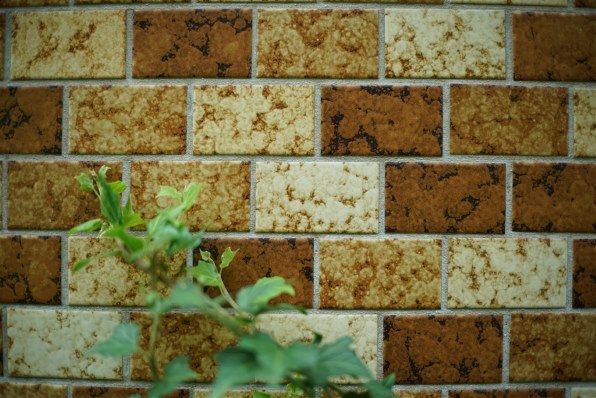 Machang Optical KamLan 55mm F1.4 [ソニーE用]投稿画像・動画 - 価格.com 